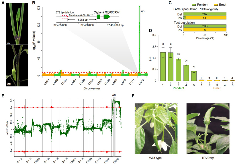 Mol Plant 所网站-新闻稿-图2.JPG