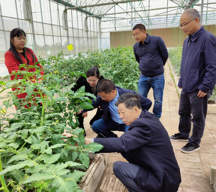 蔬菜产业专家团常德工作站专家陪同杜永臣研究员调研汉寿县设施蔬菜生产情况.jpg