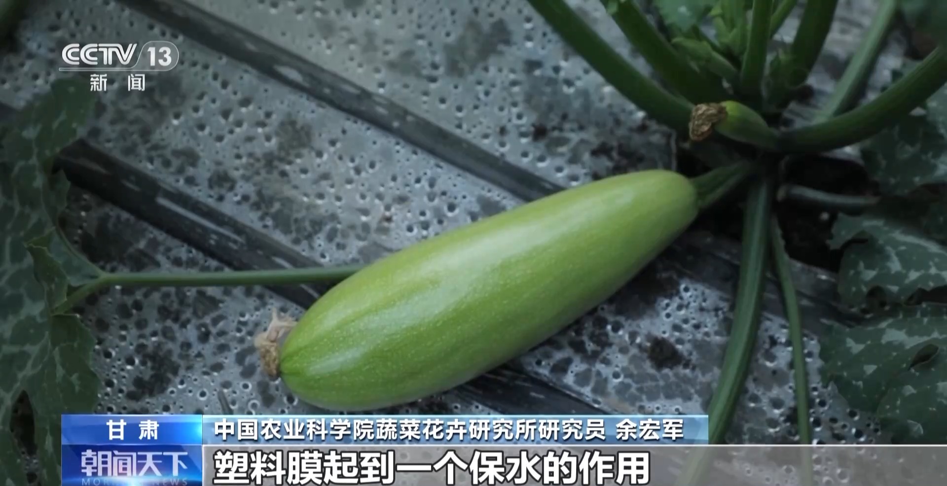 菠菜网站