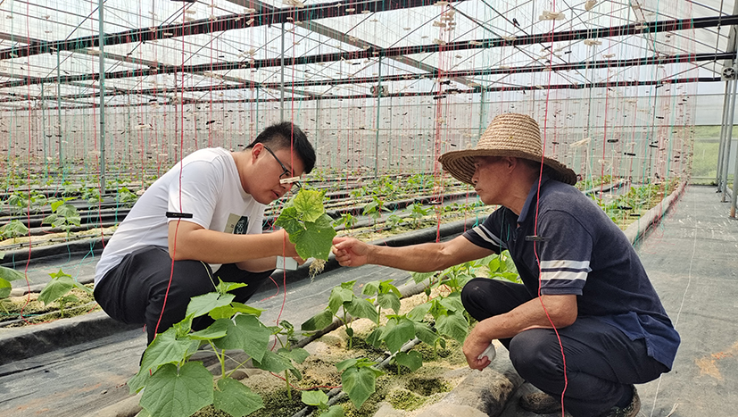 2广西设施黄瓜生产基地水淹后防病技术指导.jpg