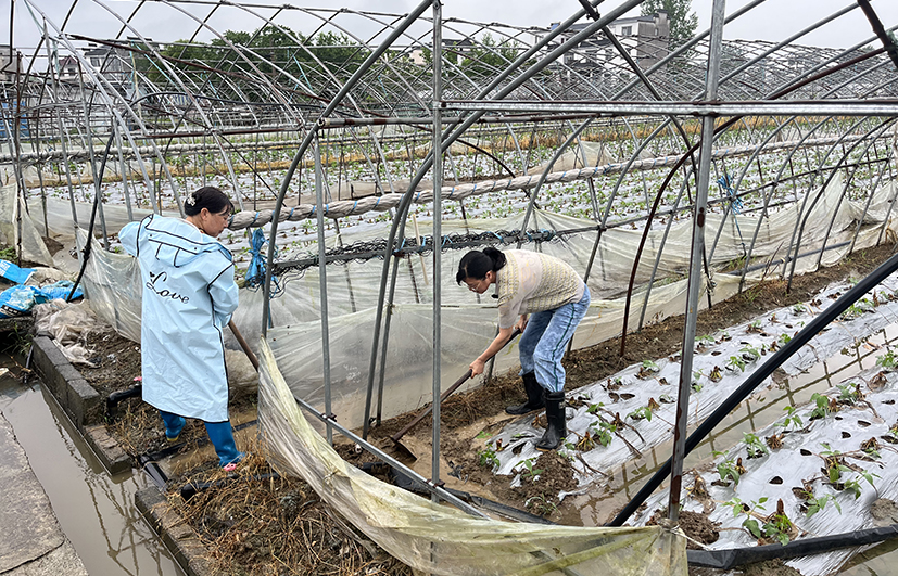 4安徽黄山豇豆基地排水清淤技术指导.jpg