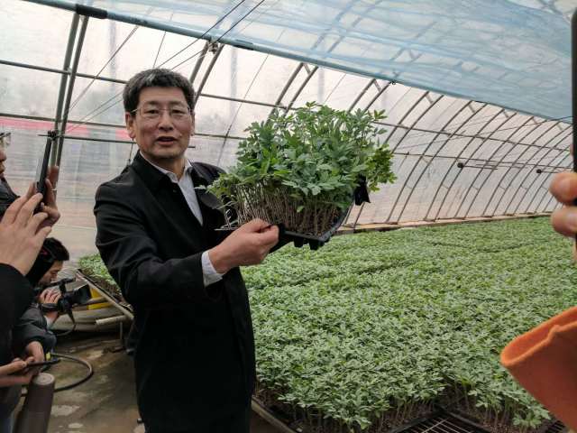 菠菜网站