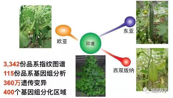 菠菜网站