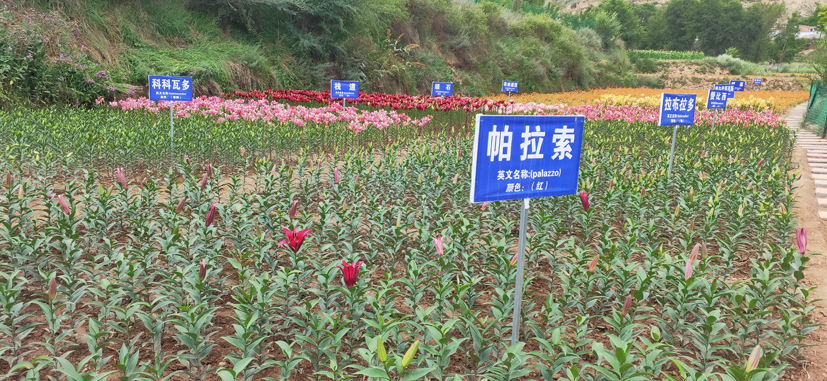 菠菜网站