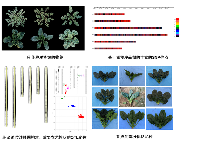 菠菜网站