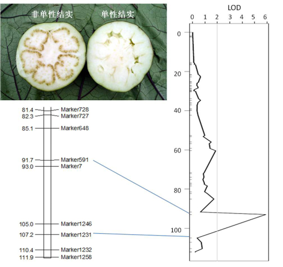 菠菜网站