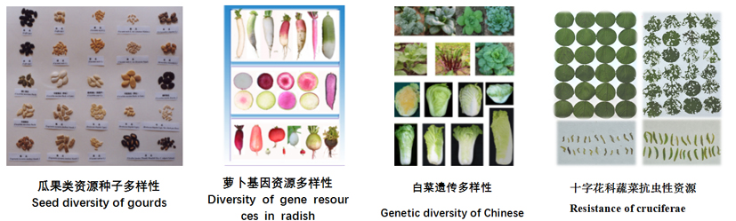 菠菜网站