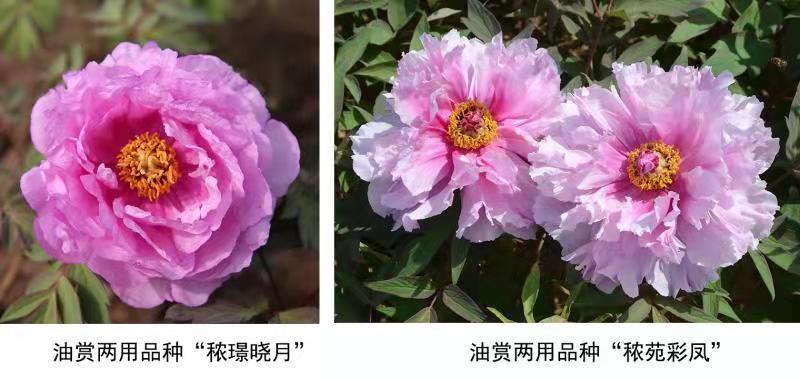 菠菜网站